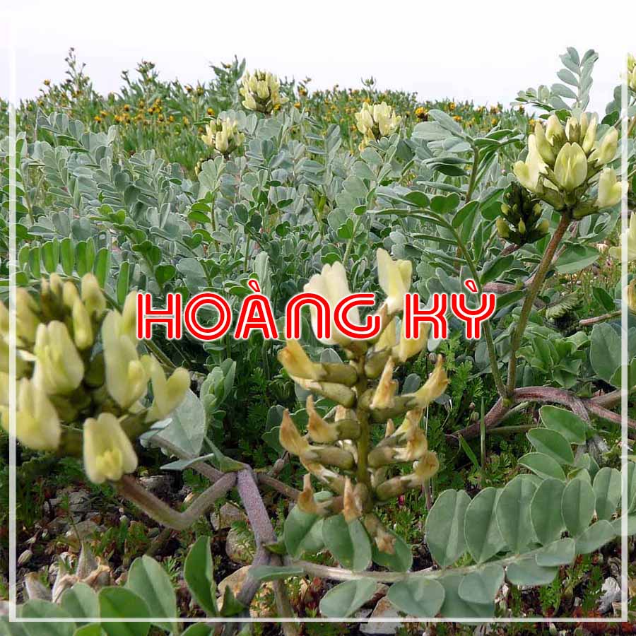 Hoàng kỳ vị thuốc bắc khô sạch đóng gói 500gram