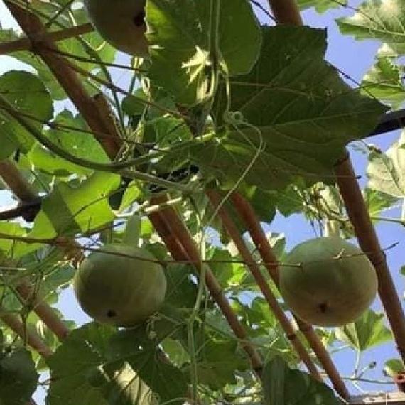 Combo 2 Gói Hạt giống bầu quả tròn Thái lan-gói 10 hạt/tặng kèm gói phân bón lót