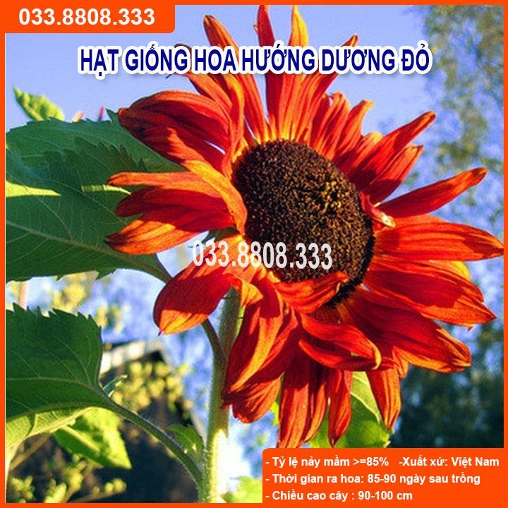 Hạt giống hoa hướng dương đỏ cao F1 - 30 hạt