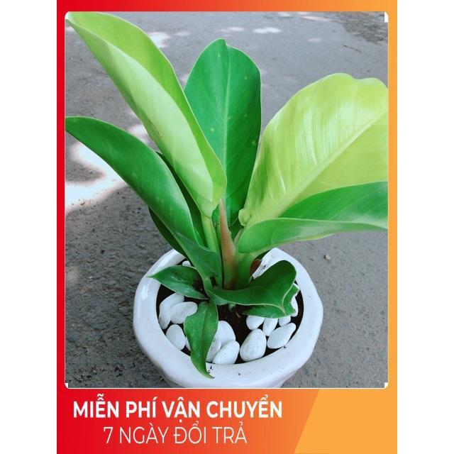 Chậu Trầu Bà Đế Vương