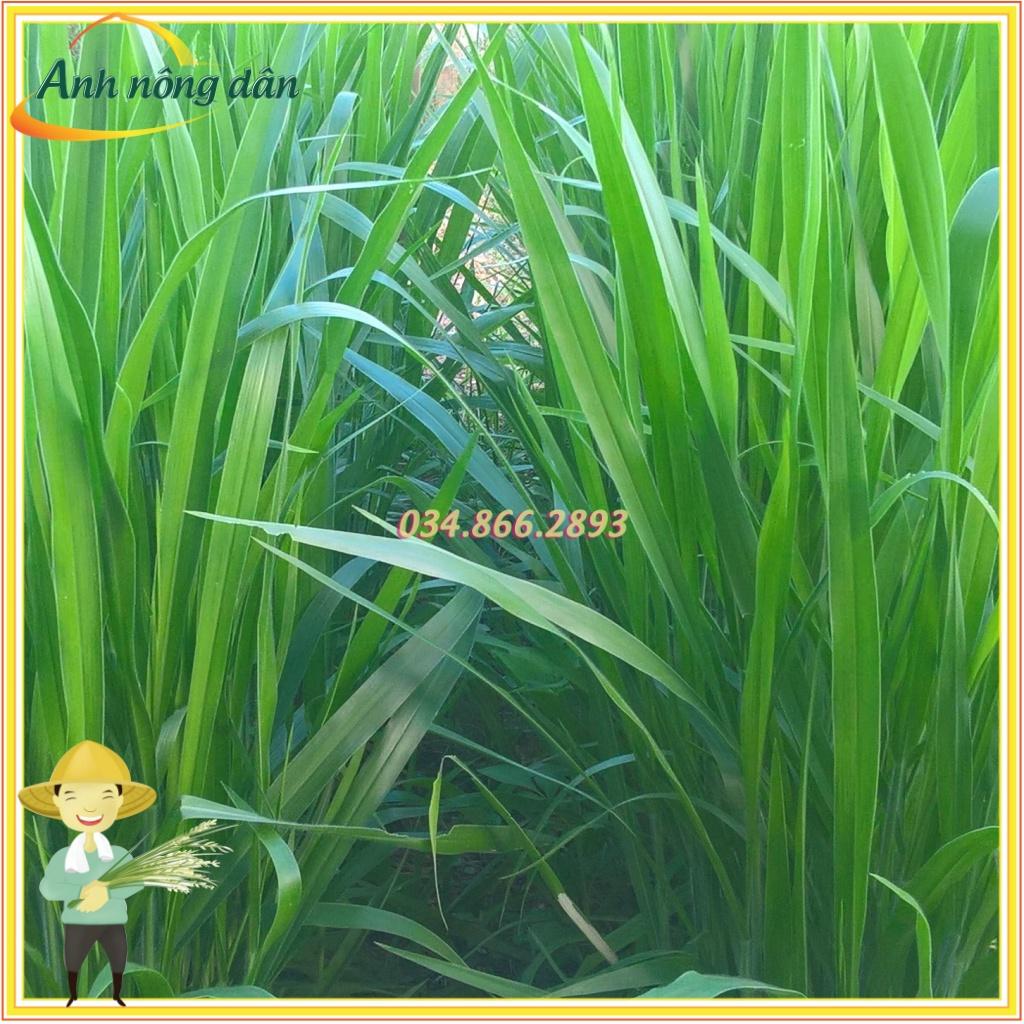 Gói 1kg Hạt giống cỏ Mutalo 2, giống cỏ chịu hạn chịu lạnh giàu dinh dưỡng cho chăn nuôi - Anh nông dân chính