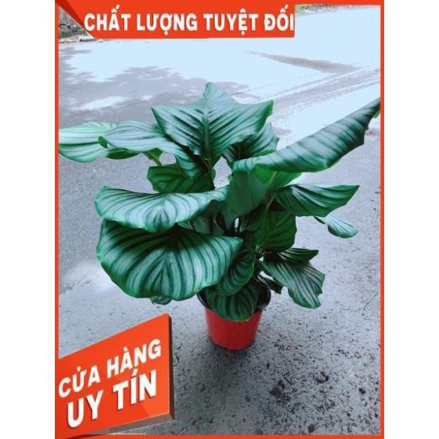 Đuôi Công Táo Xanh