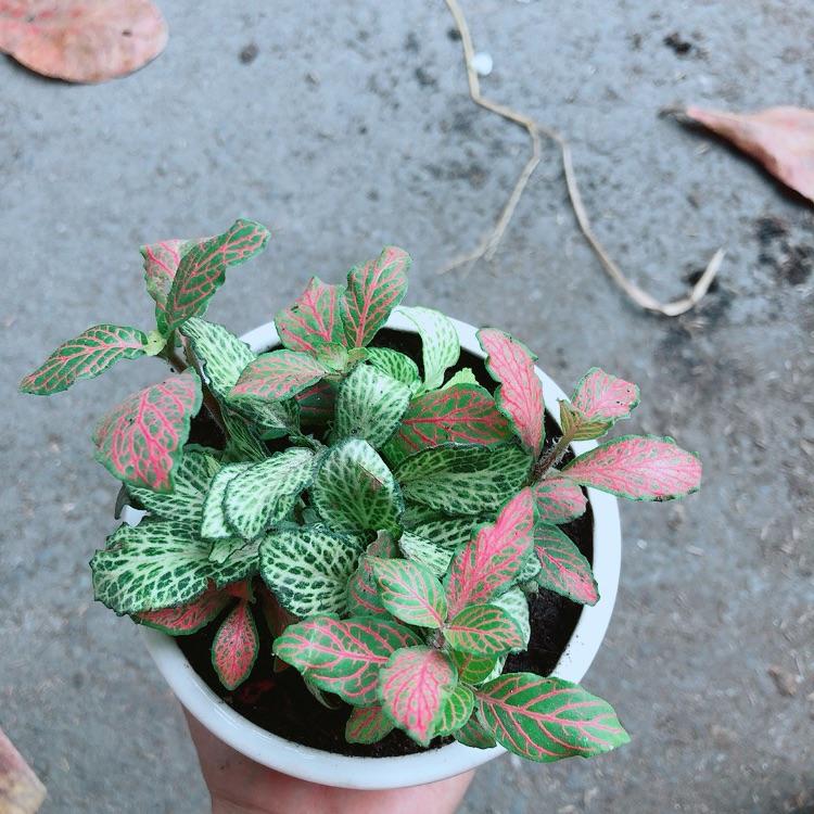 Combo 2 Chậu Cây Cẩm Nhung