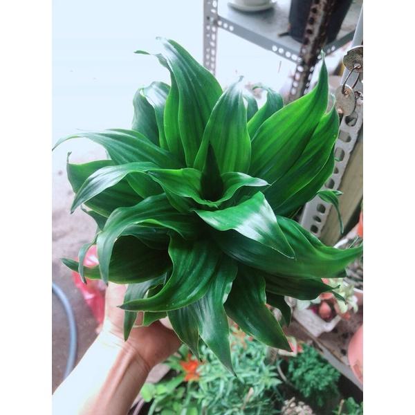 Chậu Cây Phát Tài Lá