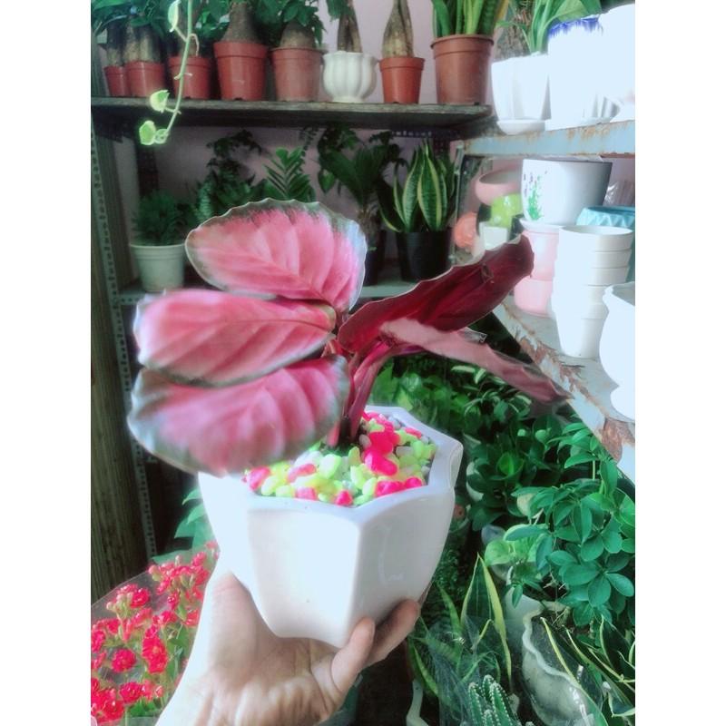 Chậu Đuôi Công Hồng