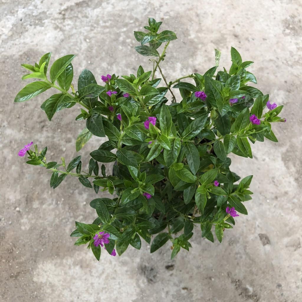 Cây cẩm tú mai cao 13-15cm, cây sống khỏe hoa nở đẹp dễ chăm sóc, thích hợp trang trí hàng rào lối đi