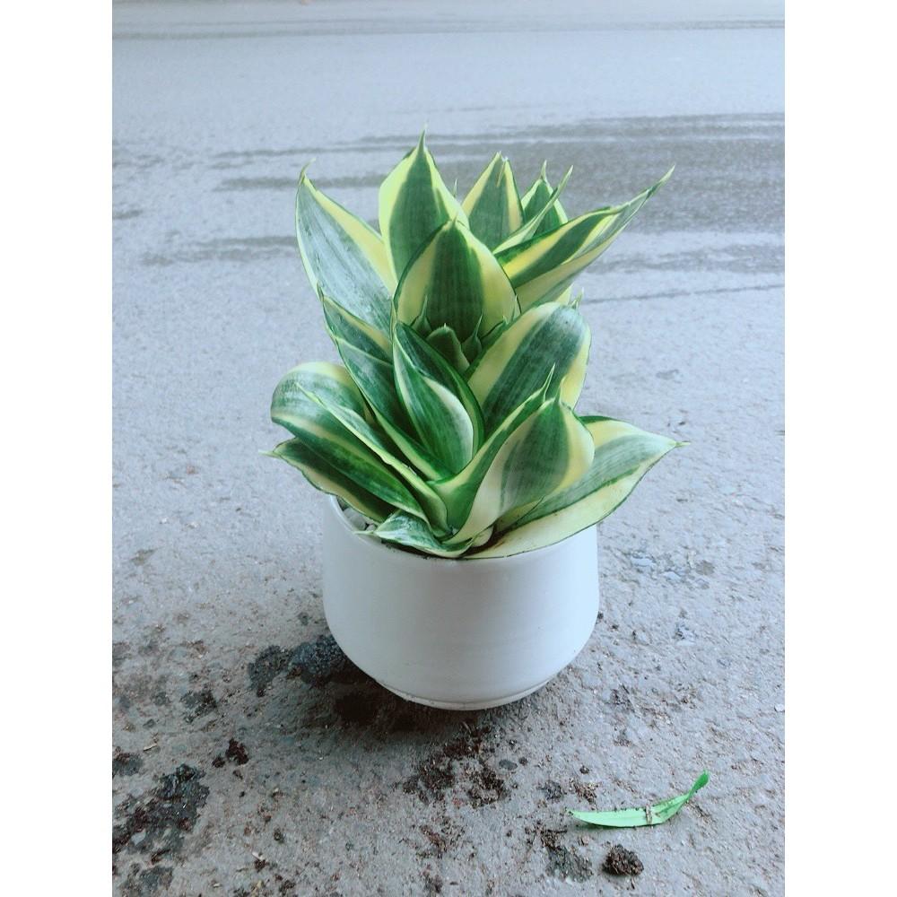 Chậu Lưỡi Hổ Thái Vàng