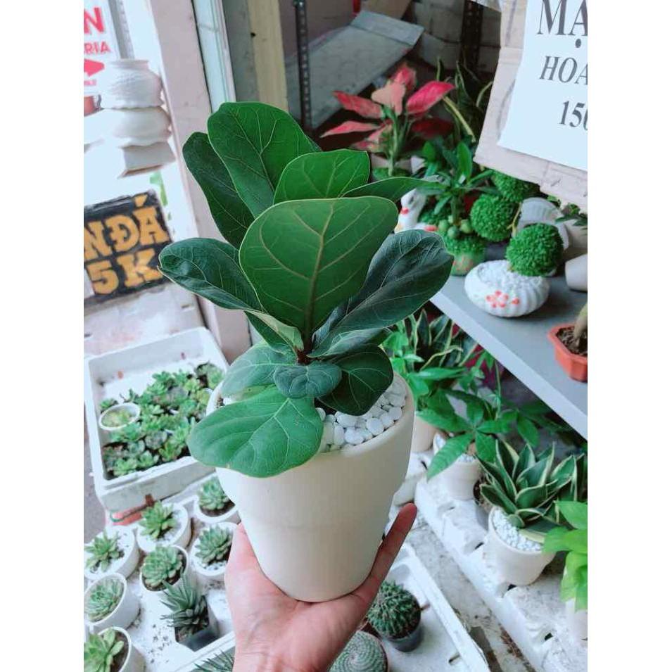 Chậu cây bàng singapore Bán Chạy