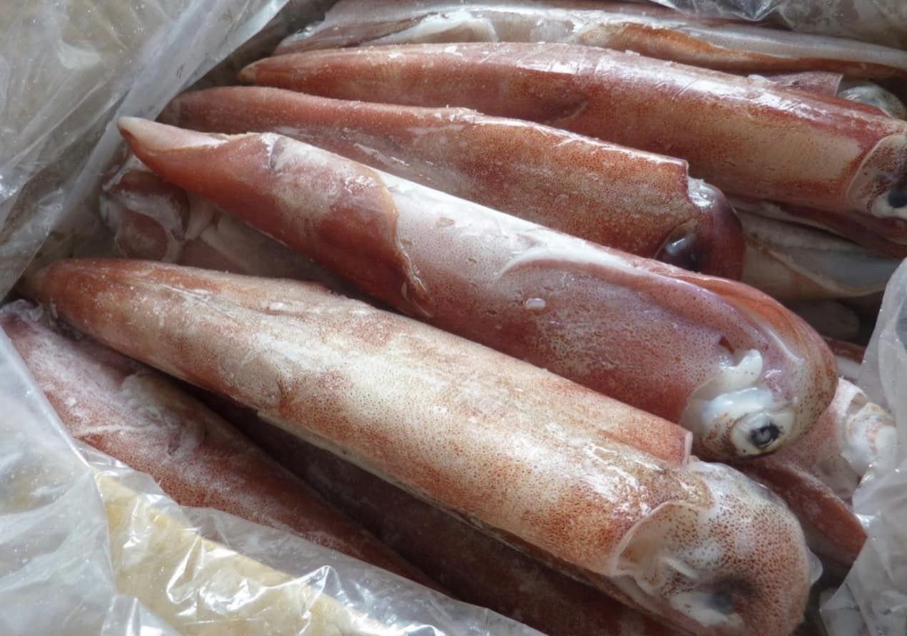 Khay Mực Ống Nguyên Con size  500gr