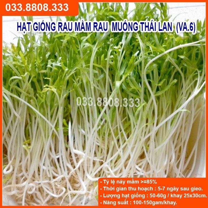 100G HẠT GIỐNG MẦM RAU MUỐNG THÁI LAN DỄ TRỒNG, NHANH ĂN