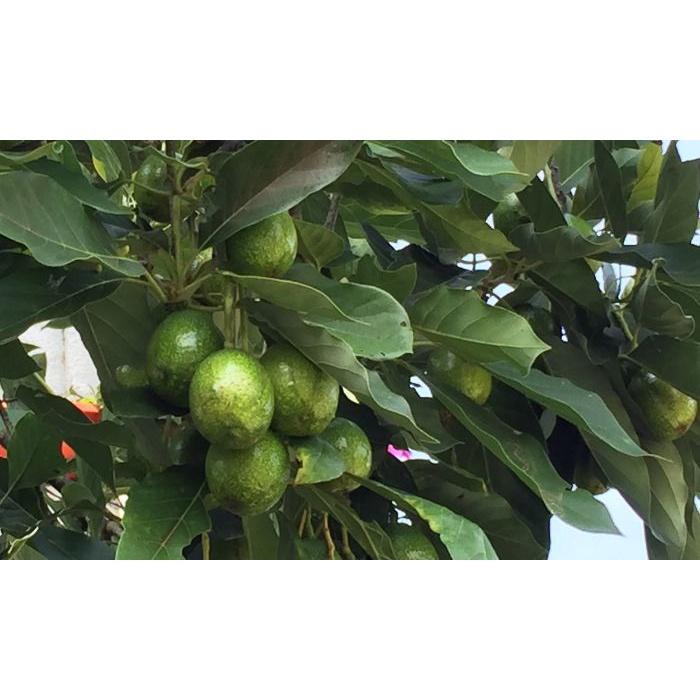 Cây Bơ Bắc