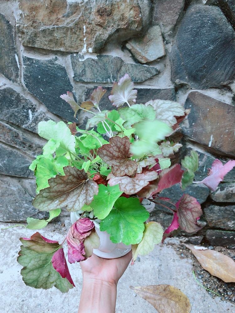 Chậu Cây Lá Màu