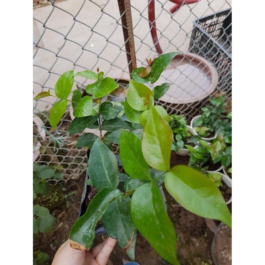 Cây cherry Mỹ lùn chuẩn giống - tặng cây hồng giòn