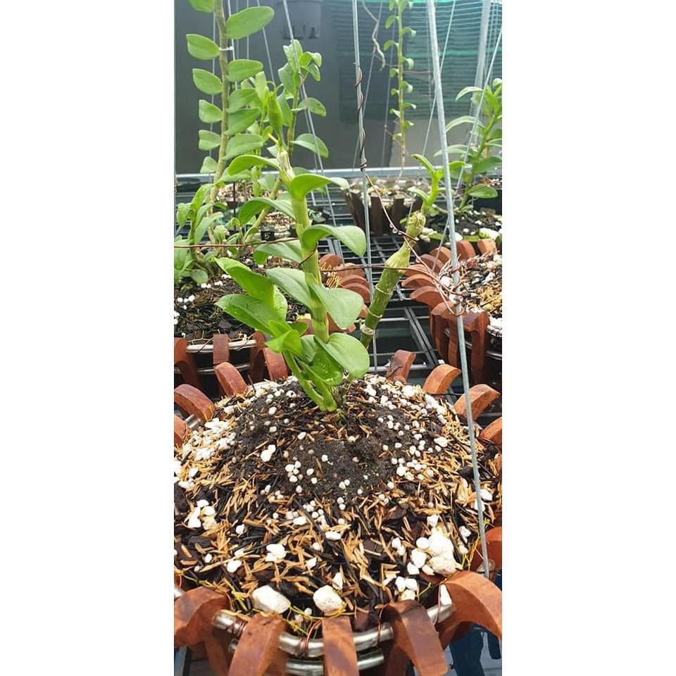 Phân bón cho hoa lan NTT gói 1kg