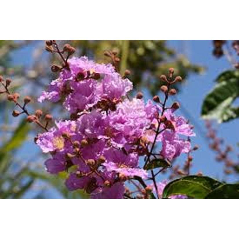 Cây giống Bằng lăng tím - cây nhỏ
