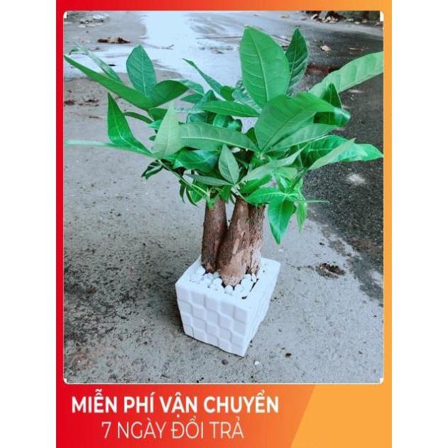 Chậu Kim Ngân 3 Thân