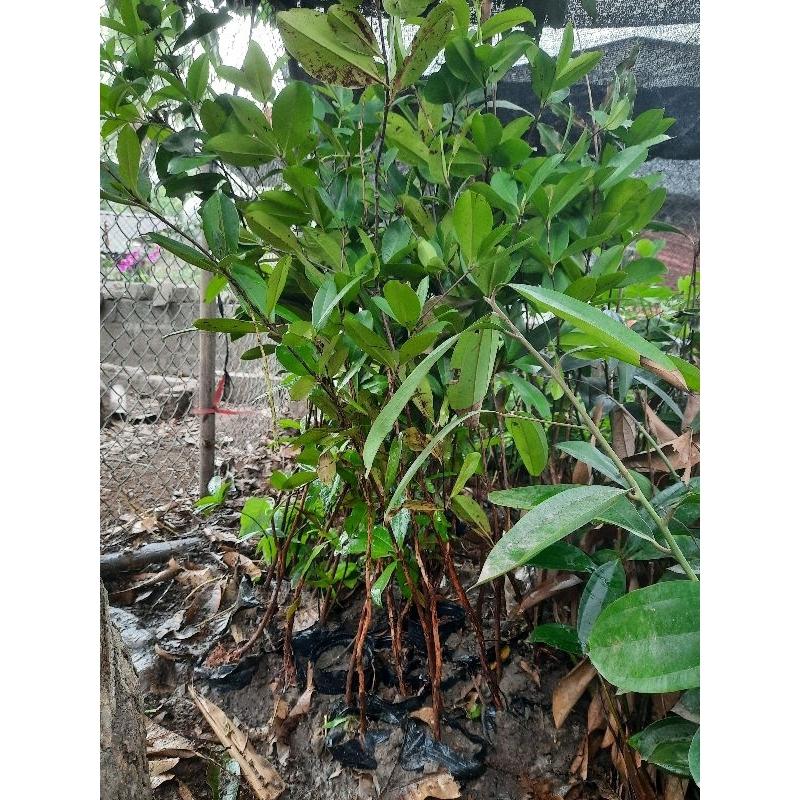 CÂY DỔI GHÉP