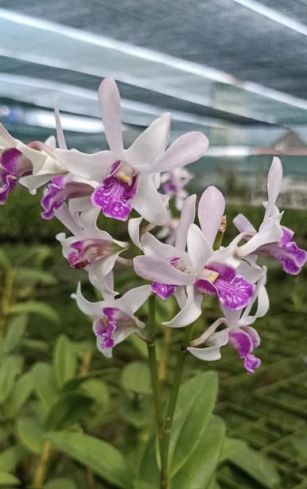 Cây hoa lan Denro Nắng thỏ xưa