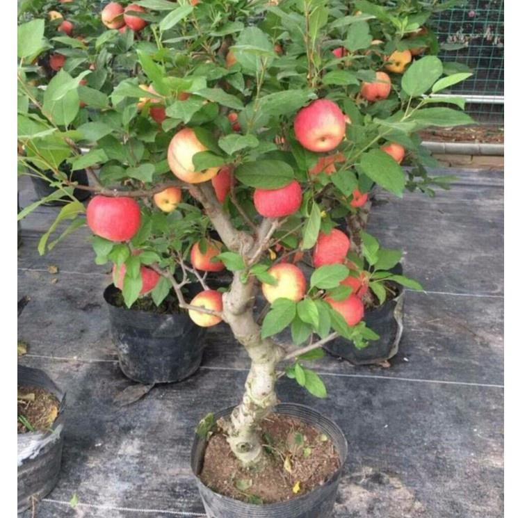 Combo 3 gói hạt giống cây ăn trái táo lùn,táo bonsai -gói 10 hạt-tặng kèm gói kích mầm