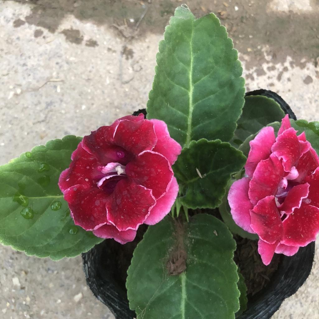 Cây hoa chuông tình yêu , Cao 15cm hoa nở bắt mắt màu sắc rực rỡ sức sống khỏe mang nhiều ý nghĩa