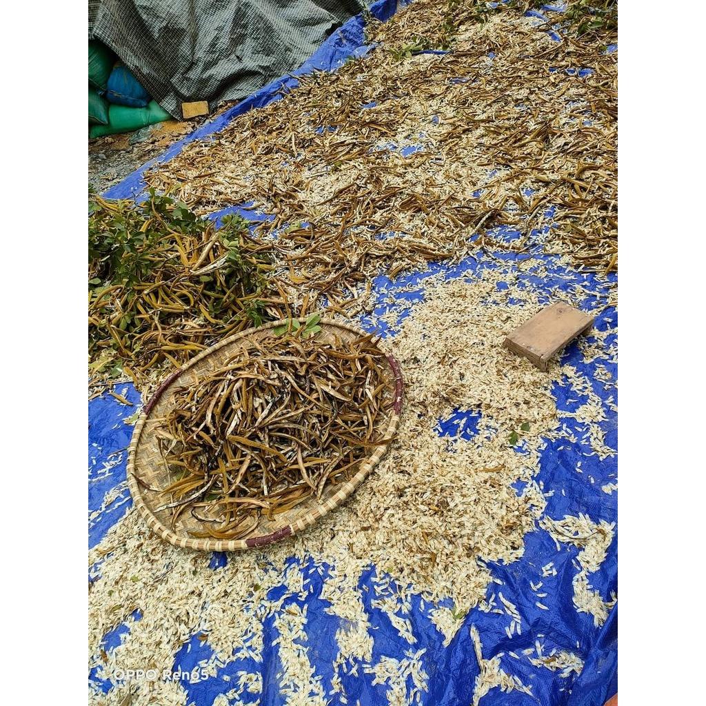 Hạt giống phong linh vàng