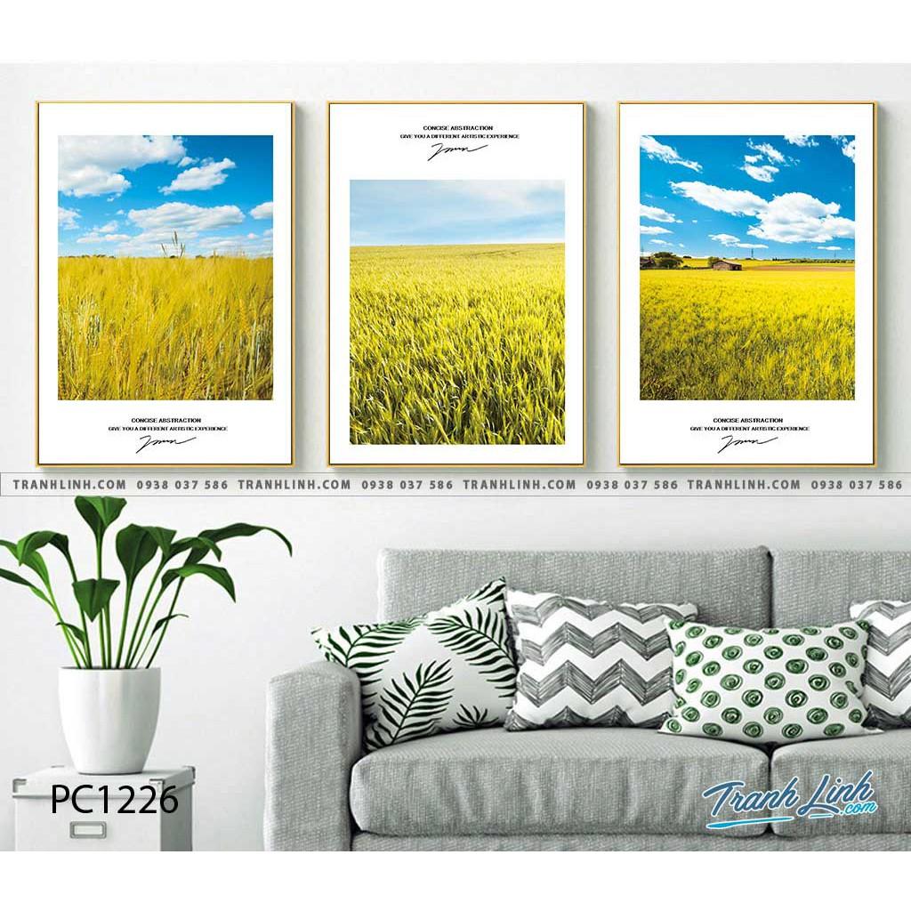 Bộ 3 tranh canvas cánh đồng lúa vàng