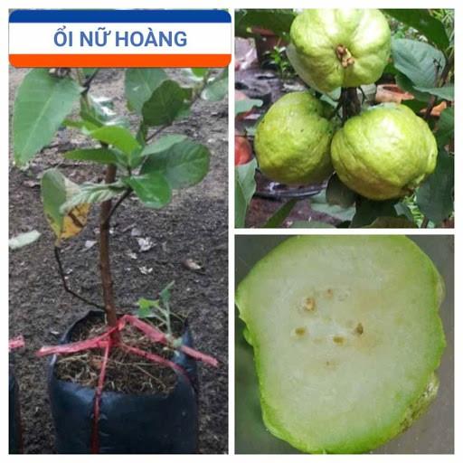 CÂY  ỔI NỮ HOÀNG gốc có cành mập