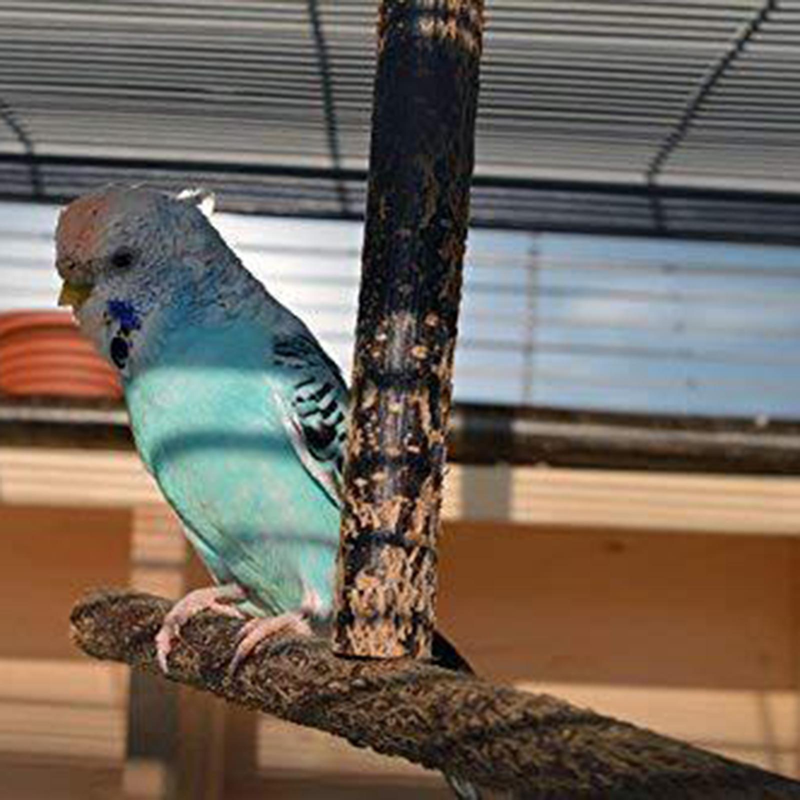 Chew Cockatiel Toy Bird Paw Grinding Bird Cage Accessories Parrot Stand Parrot Wooden Perch Bird stand Cockatiel Budgie Conures Exercise