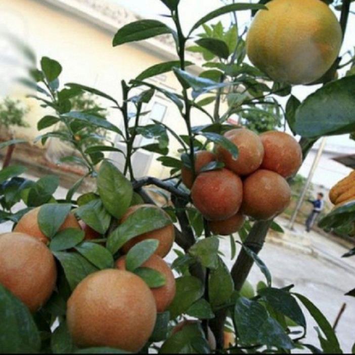 Combo 5 Cây giống chanh đào