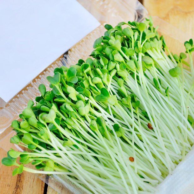 Hạt giống Mầm hướng dương 04