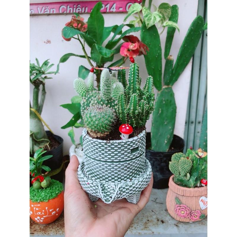 Chậu Xương Rồng Tiểu Cảnh