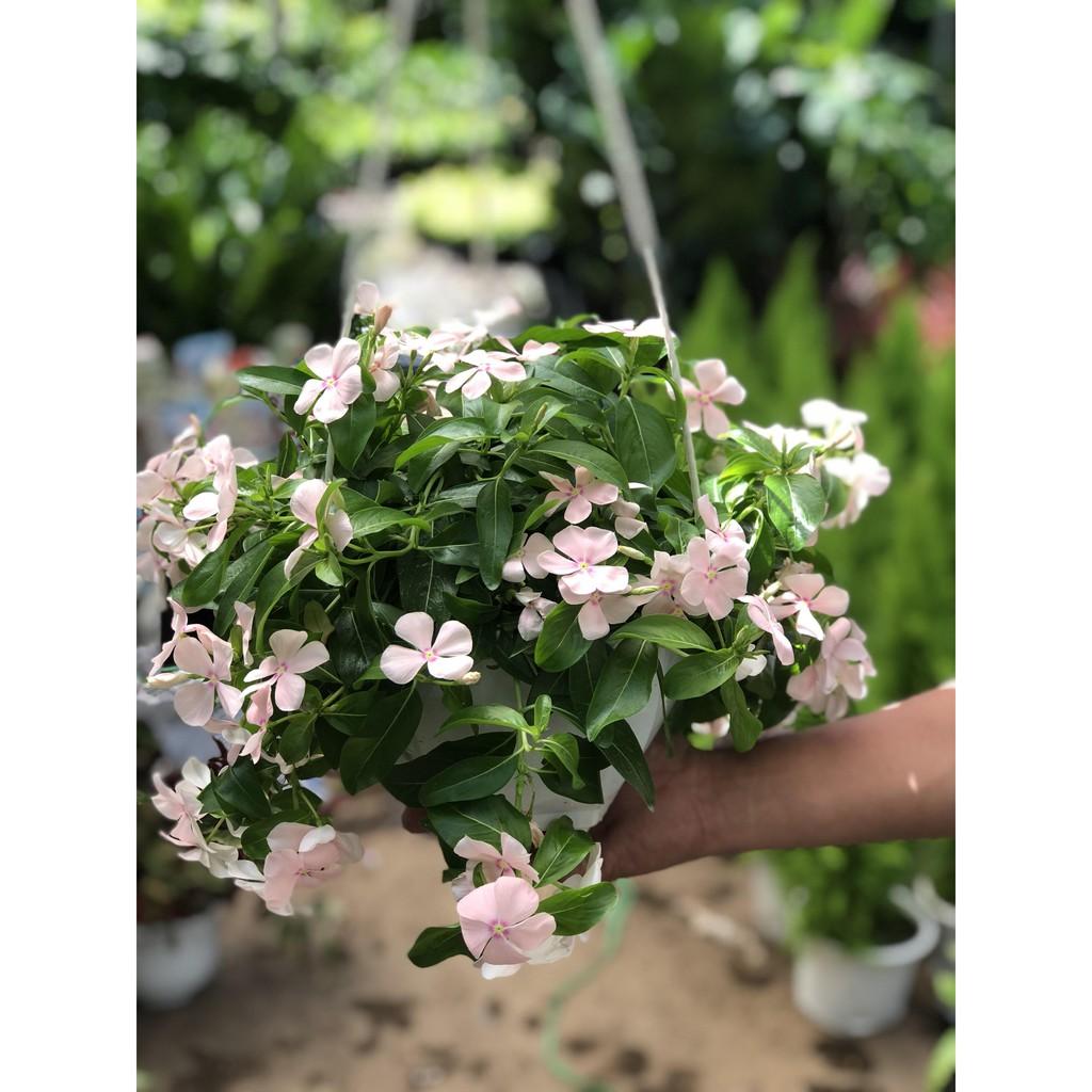 Chậu Treo Dừa cạn rủ