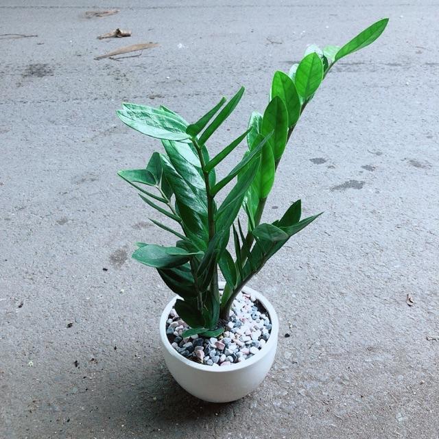 Chậu Cây Kim Tiền Thái