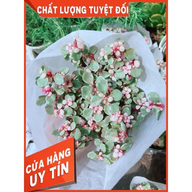 Đô La Hồng