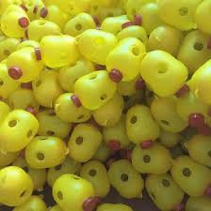 5 Bẫy Diệt Ruồi Vàng - dễ sử dụng hiệu quả nhanh tái sử dụng nhiều lần