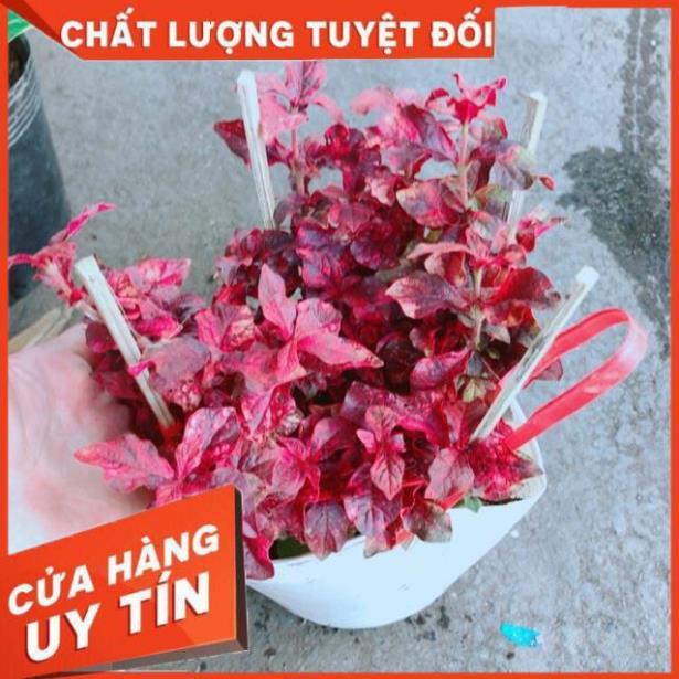 Cây Rubi Đỏ