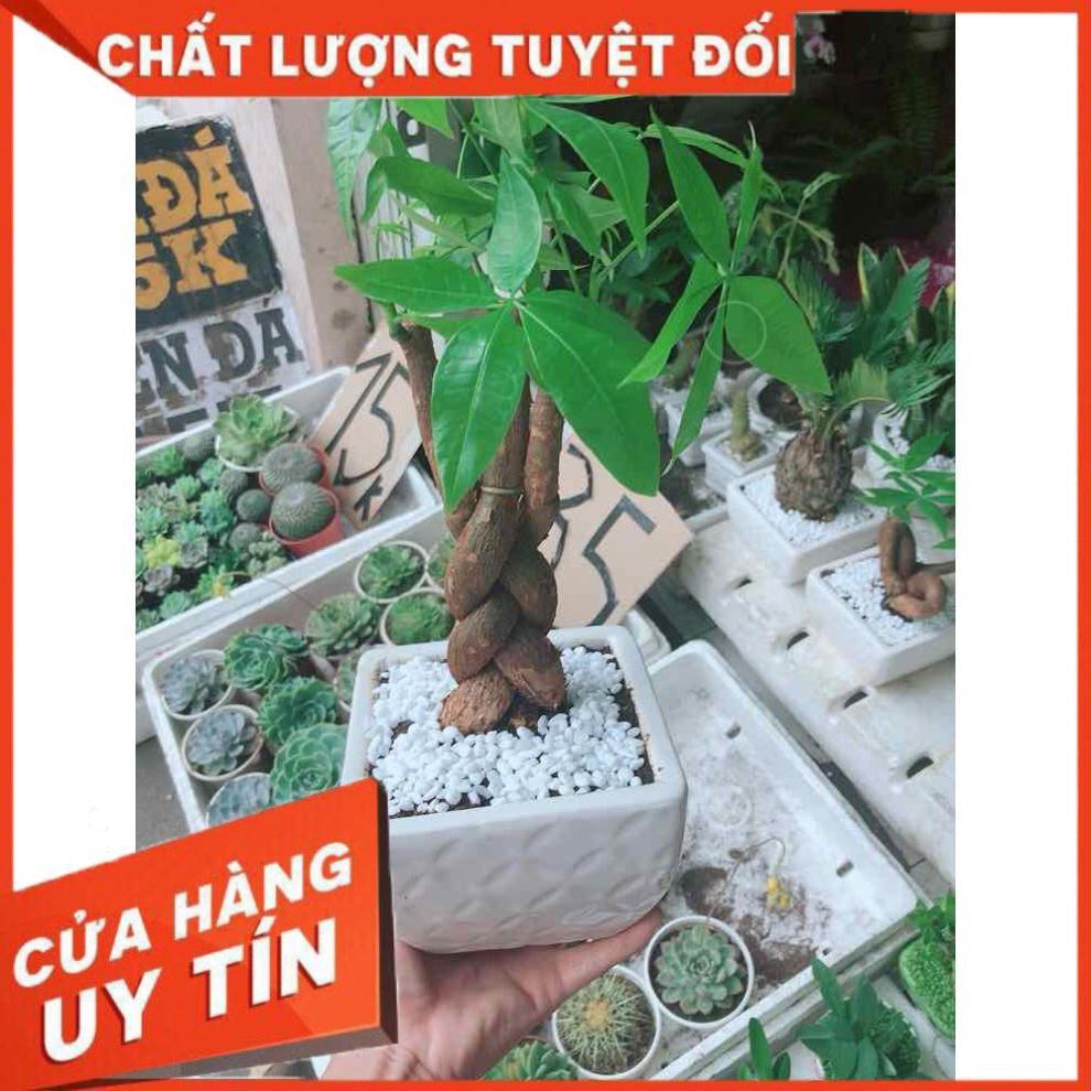 Chậu kim ngân thắt bím 3 thân Nhiều Người Mua