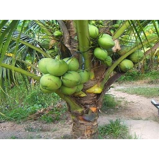 Cây giống dừa dứa thuần chủng F1