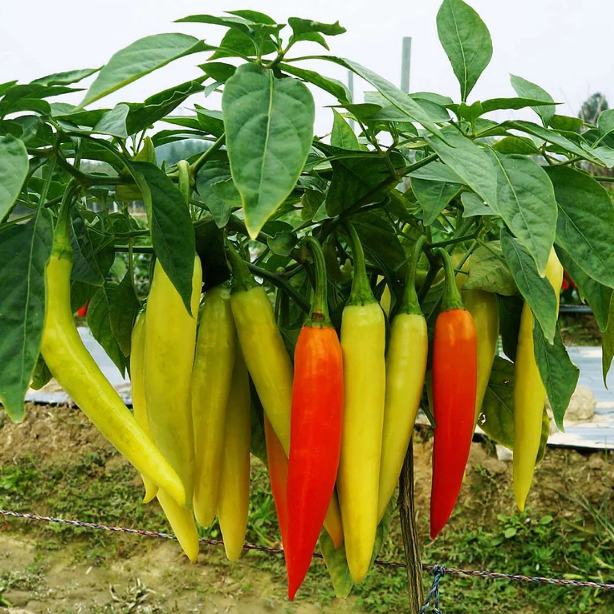 Hạt giống Ớt Sừng Vàng banana cao sản