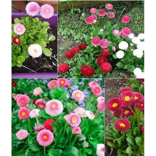 Hạt giống hoa cúc anh mix màu - 1 gói 50 hạt