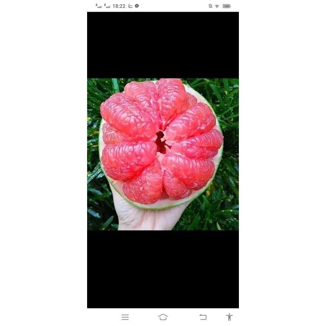 Cây giống bưởi Ruby