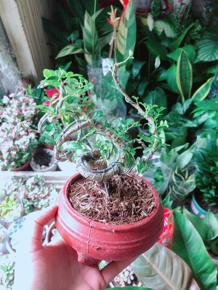 Chậu Cây Cần Thăng