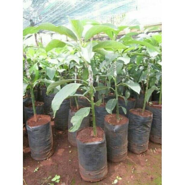Cây giống bơ booth + Tặng 01 cây dâu da đất