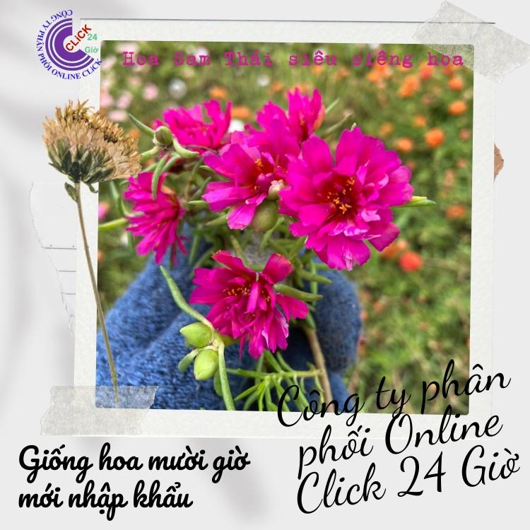 500g Cành Giống Hoa Mười Giờ Cánh Tua Cánh Cúc Màu Đỏ Giống Mới Siêu Đẹp Hoa Mười Giờ Bonsai & Phụ Kiện