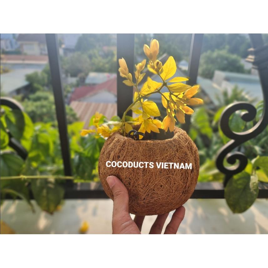 Quả cầu xơ dừa Cocodema
