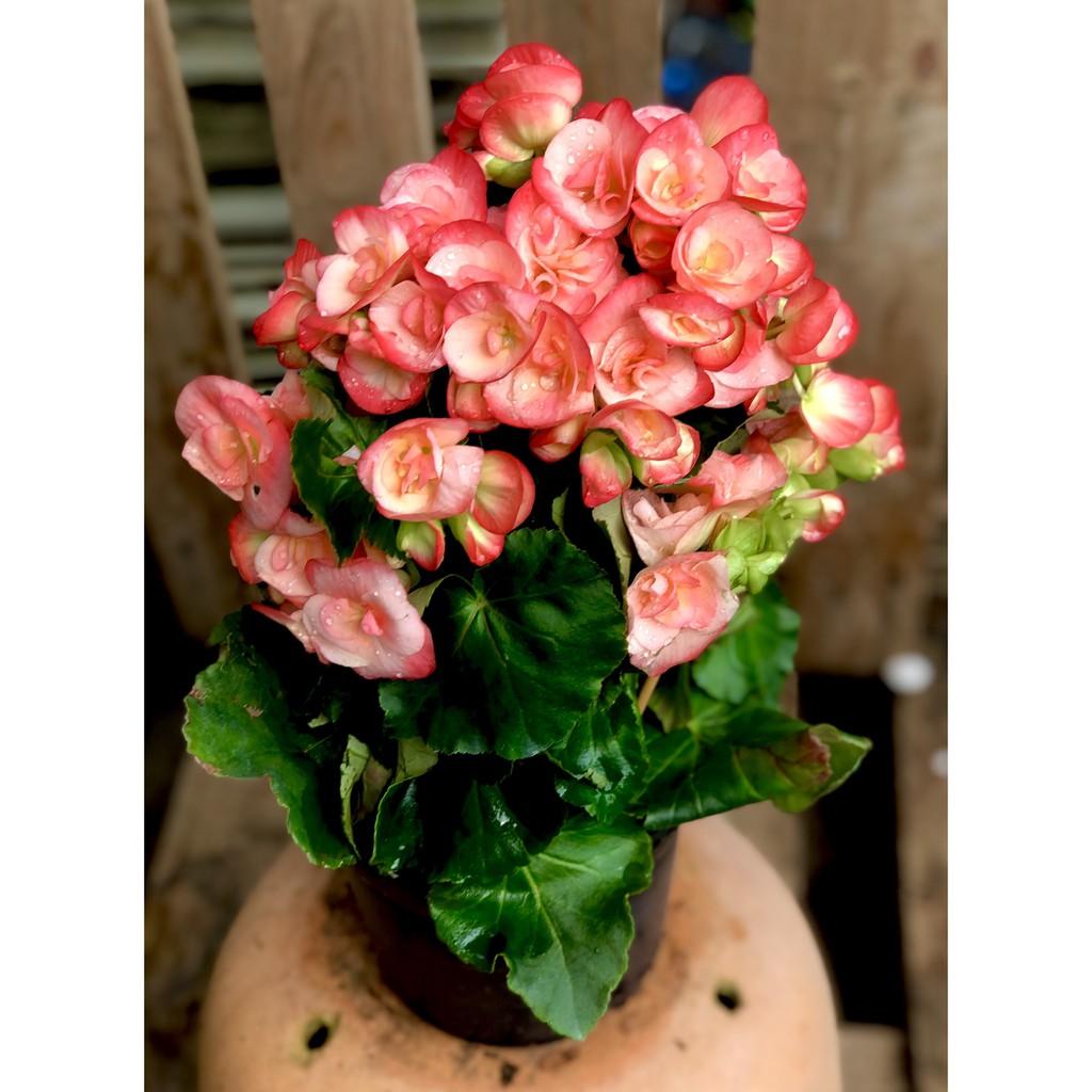 Chậu hoa Thu Hải Đương màu hồng Borias chỉ giao được khu vực Miền Nam