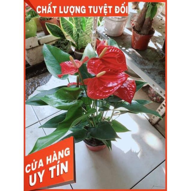 Cây Hồng Môn