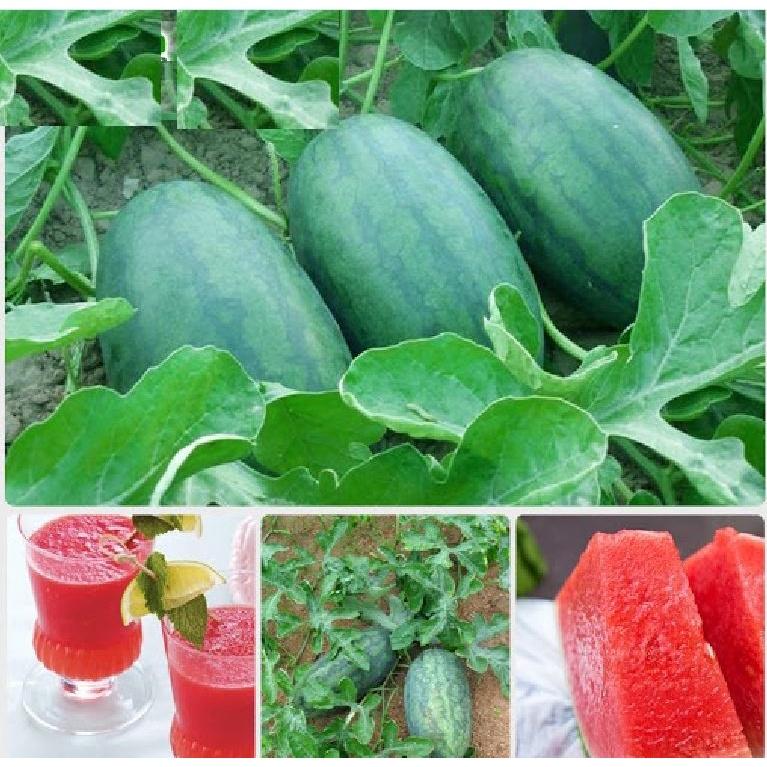 Hạt giống dưa hấu quả dài ruột đỏ-gói 10 hạt-tặng kèm gói phân bón lót