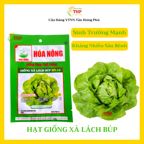 Hạt giống Xà Lách Búp HN-10 | Hạt giống | gói 2gr