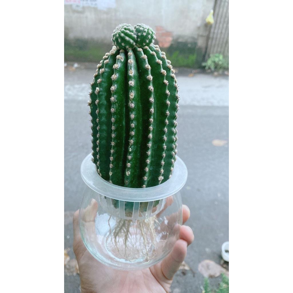 Chậu Xương Rồng Thuỷ Sinh